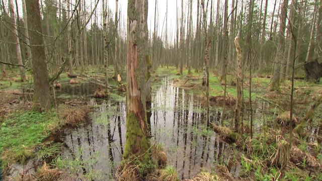 比亚沃维耶扎森林湿地视频素材