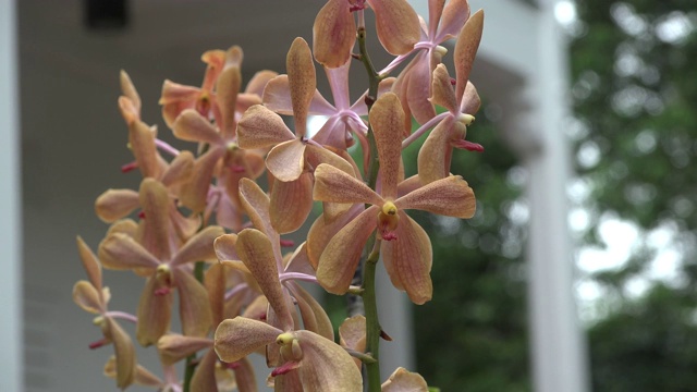 花园里有兰花。视频素材