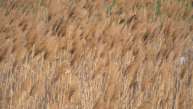 野生长草地慢镜头180帧/秒视频素材