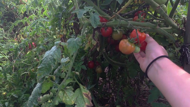 在花园里用手撕西红柿视频素材