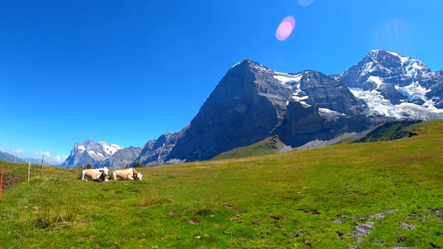 奶牛在草地上休息，Eiger和Mönch山的背景视频素材