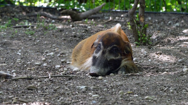 红河猪，Potamochoerus porcus，又名灌木猪。视频素材