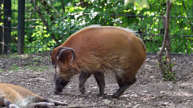 红河猪，Potamochoerus porcus，又名灌木猪。视频素材