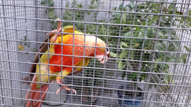 可爱的鹦鹉(红色因素菠萝conure)在笼子里视频素材