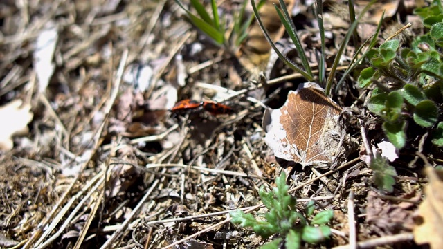 火虫交配，偶联(无翅Pyrrhocoris apterus)。蛾科常见的昆虫视频素材