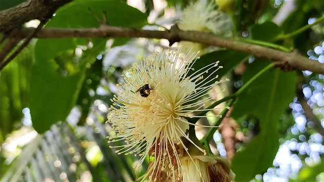 小蜜蜂正在水苹果花上吃蜂蜜。这种水苹果学名是Syzygium aquum。这棵树因其木材和可食用的果实而被栽培。视频素材