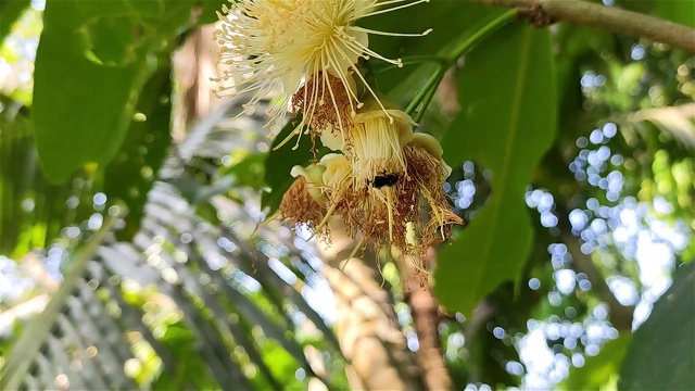 小蜜蜂正在水苹果花上吃蜂蜜。这种水苹果学名是Syzygium aquum。这棵树因其木材和可食用的果实而被栽培。视频素材