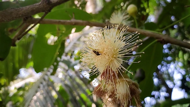 小蜜蜂正在水苹果花上吃蜂蜜。这种水苹果学名是Syzygium aquum。这棵树因其木材和可食用的果实而被栽培。视频下载