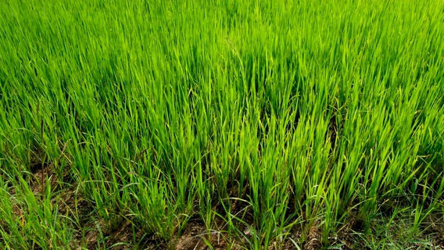 稻田在亚洲国家视频素材