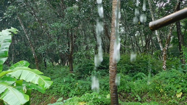 喀拉拉邦绿色田野的雨滴特写视频素材