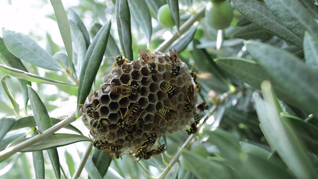 蜜蜂在蜂巢里视频素材