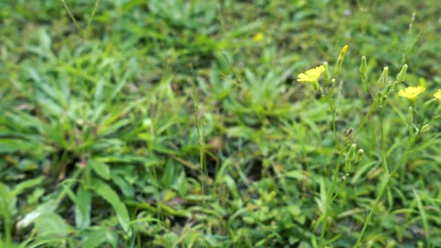 带雏菊花的草地视频下载