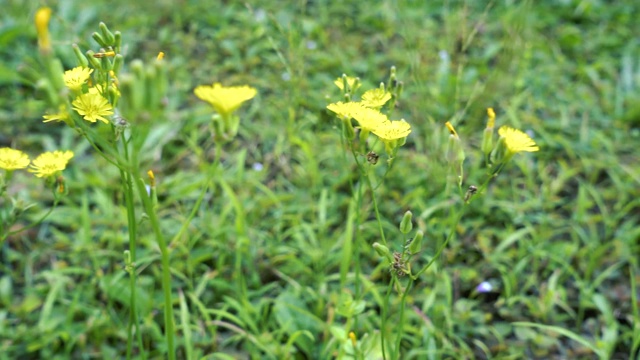 带雏菊花的草地视频素材