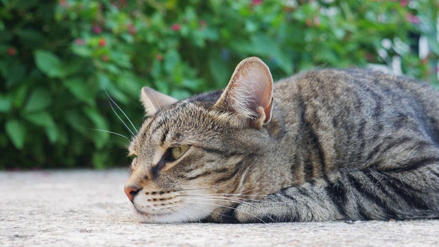 汤姆的猫躺在院子里。视频素材