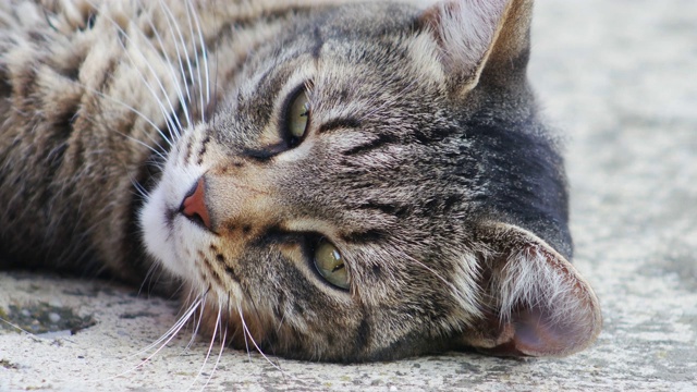 一个昏昏欲睡的条纹猫的特写。视频素材