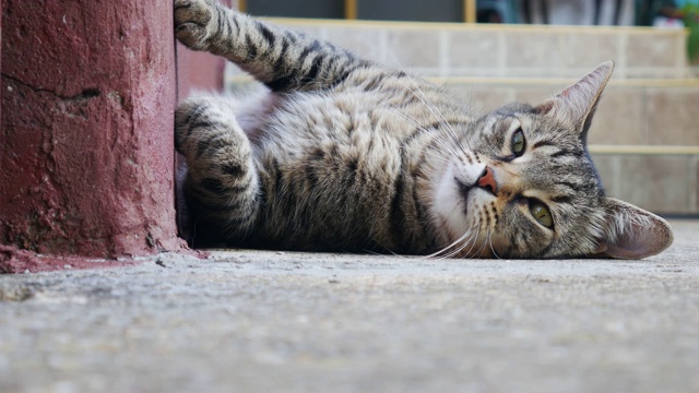 瞌睡的猫躺在户外，爪子贴着墙。视频素材