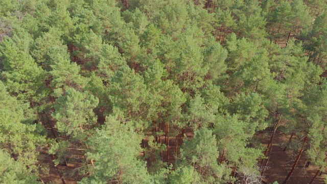 空中松林屋河视频素材