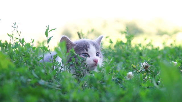 猫坐在草地上视频素材