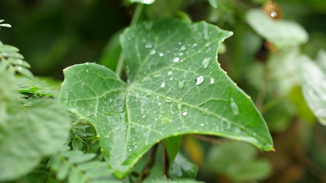 雨滴落在绿叶上视频素材