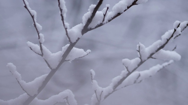 一场大雪过后，树被雪覆盖了。树枝上覆盖着雪花视频素材