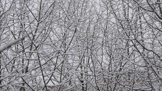 一场大雪过后，树被雪覆盖了。树枝上覆盖着雪花视频素材