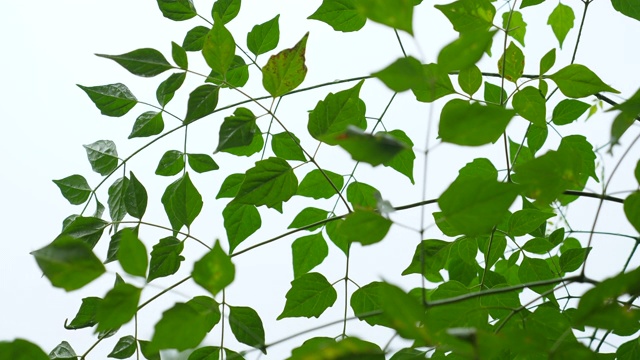 雨中的植物和绿叶视频素材