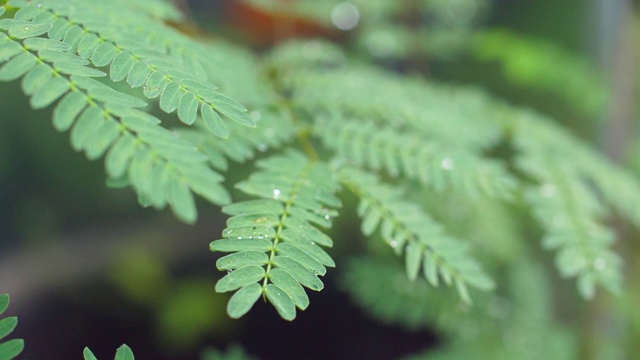 雨滴落在绿叶上视频素材