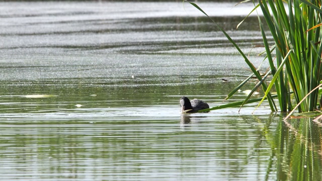 欧亚白骨顶(Fulica Atra)饲养视频素材