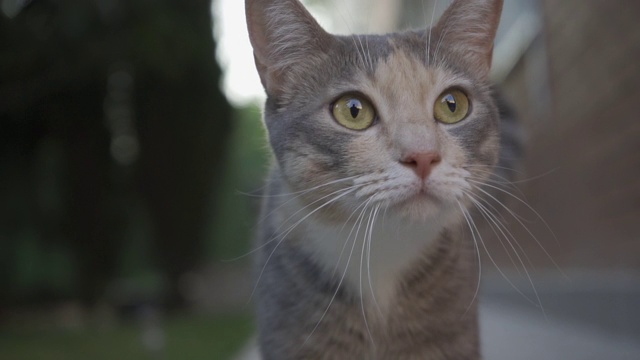 一只灰色的猫的近距离肖像环顾四周。家畜。视频下载