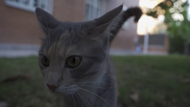 一只灰色的猫的近距离肖像环顾四周。家畜，漂亮的样子。视频素材