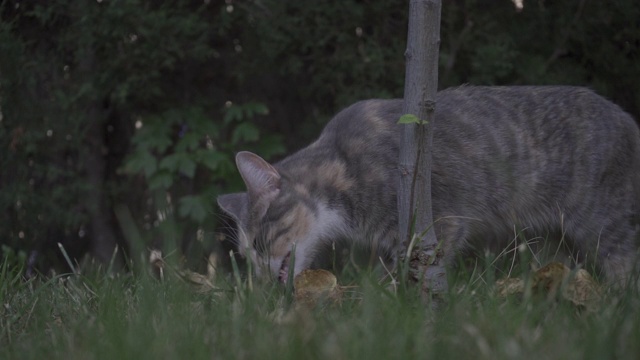 猫在花园里吃草。家畜。视频下载