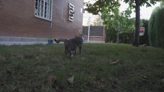 一只灰色的猫的近距离肖像环顾四周。家畜，漂亮的样子。视频下载