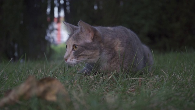 猫躺在花园里吃草。家畜。视频下载