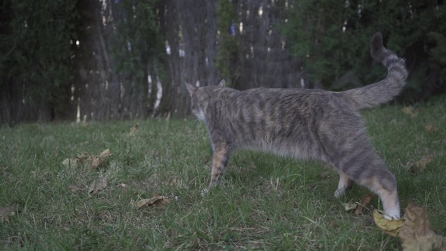 灰猫在花园里走得很慢。家畜。视频素材