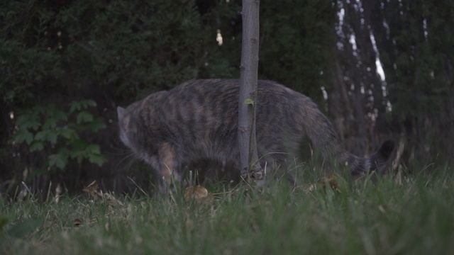 猫在花园里吃草。家畜。视频下载