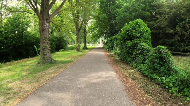 树在空气中，走在神奇的树下，新鲜的空气，风景如画的大自然视频素材