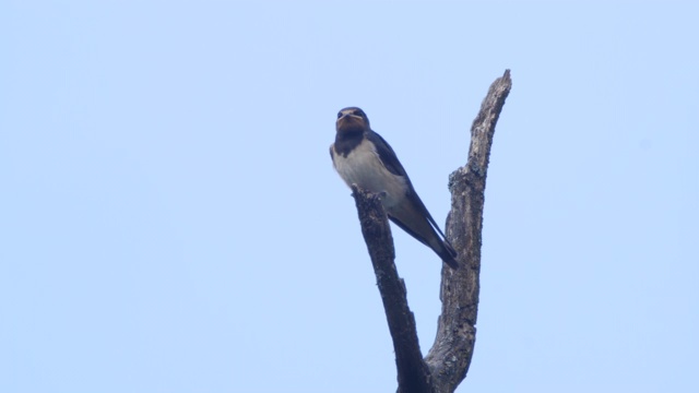 Barn swallow (Hirundo rustica)——俄罗斯Voronezh视频素材