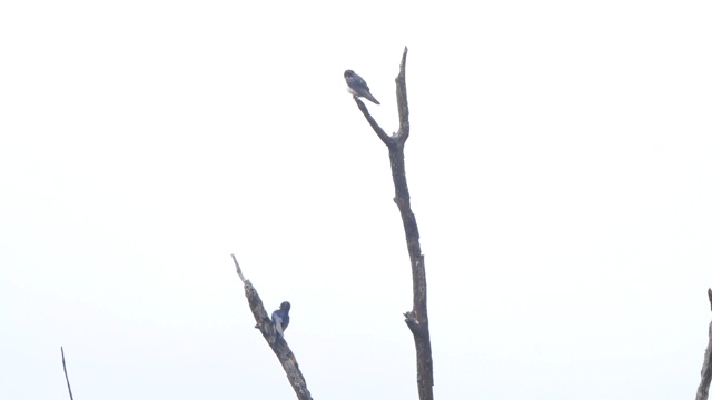 Barn swallow (Hirundo rustica)——俄罗斯Voronezh视频素材