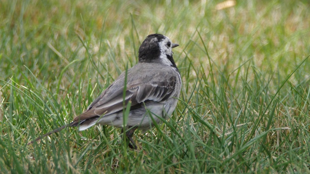 白wagtail (Motacilla alba) -沃罗涅日，俄罗斯视频素材