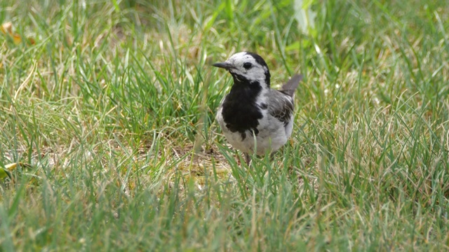 白wagtail (Motacilla alba) -沃罗涅日，俄罗斯视频素材