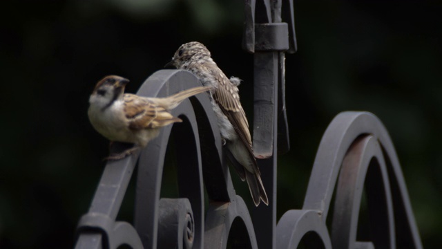 斑点flycatcher (Muscicapa striata) -俄罗斯沃罗涅日视频素材