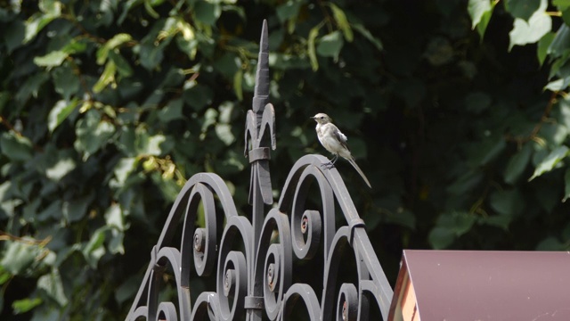 斑点flycatcher (Muscicapa striata) -俄罗斯沃罗涅日视频素材