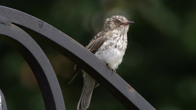 斑点flycatcher (Muscicapa striata) -俄罗斯沃罗涅日视频素材