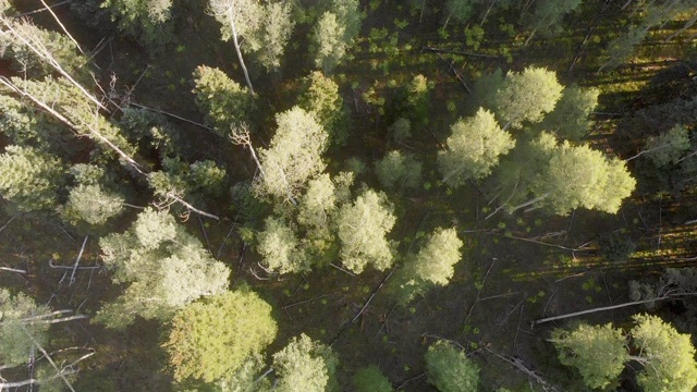 向下看无人机拍摄的高山颤杨和松树森林西南科罗拉多州威尔逊梅萨附近特柳赖德视频素材