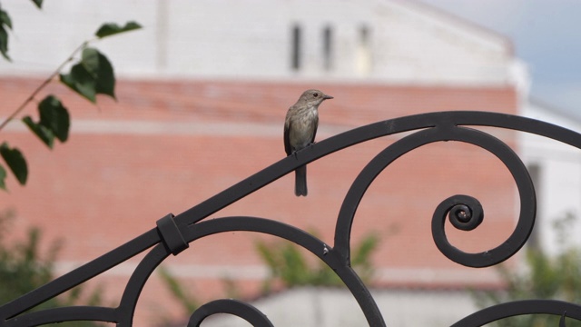 斑点flycatcher (Muscicapa striata) -俄罗斯沃罗涅日视频素材