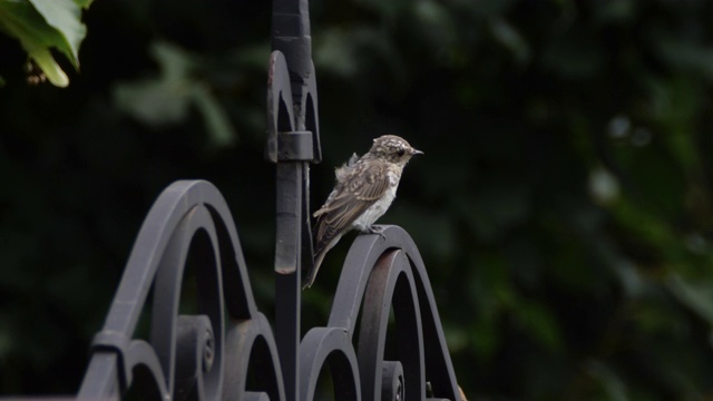 斑点flycatcher (Muscicapa striata) -俄罗斯沃罗涅日视频素材