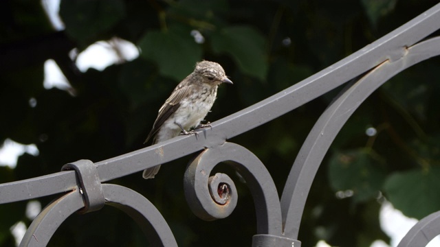 斑点flycatcher (Muscicapa striata) -俄罗斯沃罗涅日视频素材