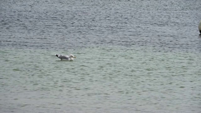 基尔周期间，一只海鸥在波罗的海的一个白色浮标附近游泳视频素材