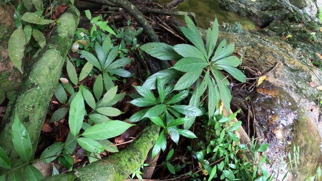 溪流中的植物和蕨类植物视频素材