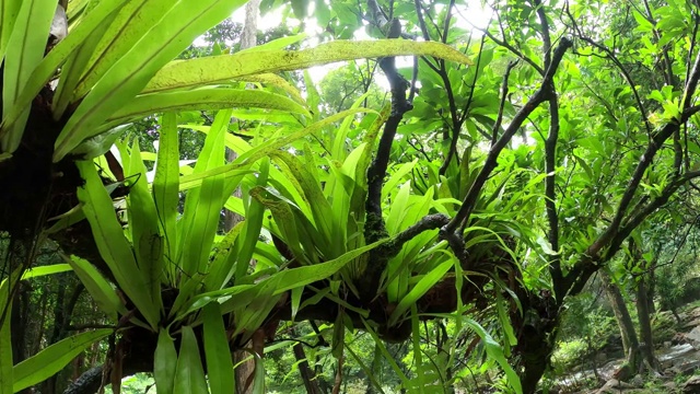 在热带雨林树上的绿叶蕨视频素材